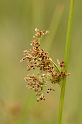 Rushes